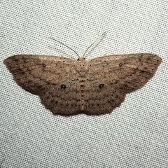 Cyclophora myrtaria