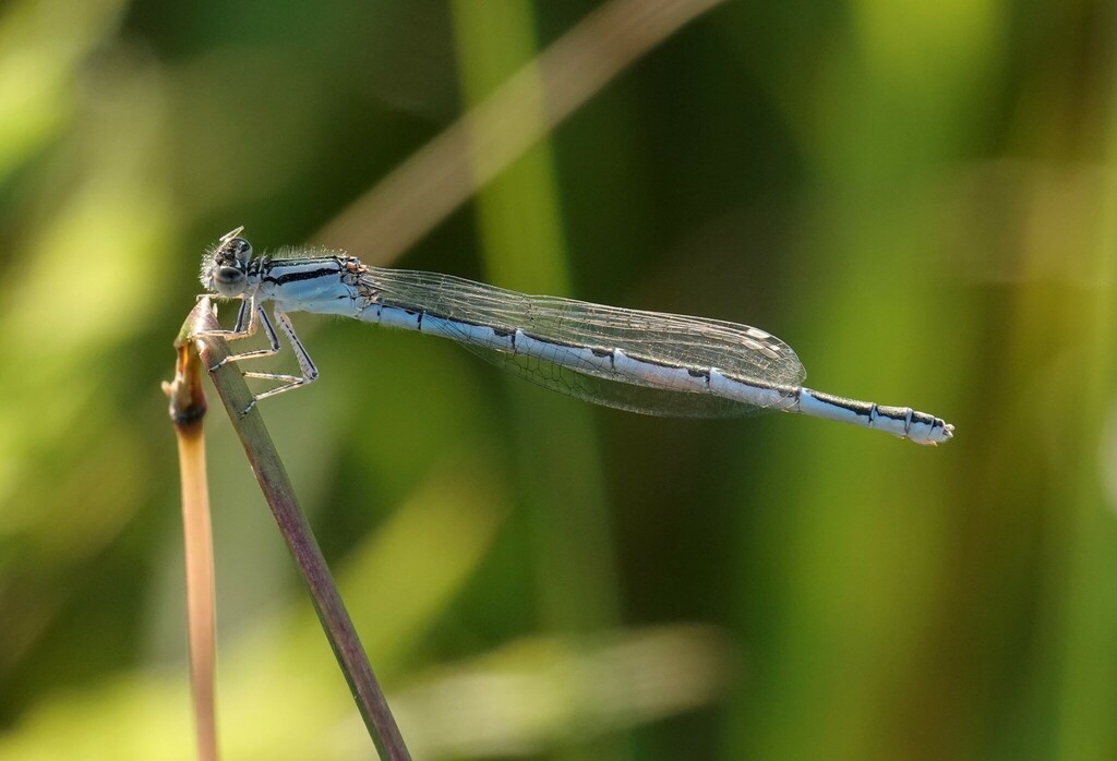 Bluets from South Riverdale, Toronto, ON, Canada on September 5, 2023