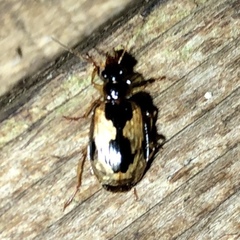Lebia