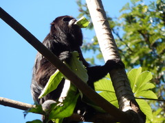 Guatemalan Black Howler photo 5