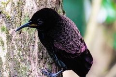 Ptiloris victoriae