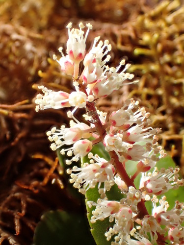 Pterophylla marquesana observed 2017-11-06