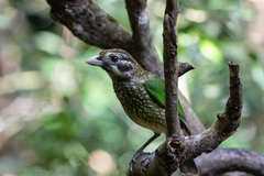 Ailuroedus maculosus