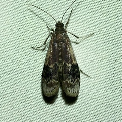 Euzophera semifuneralis