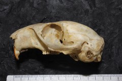 Sciurus aureogaster nigrescens