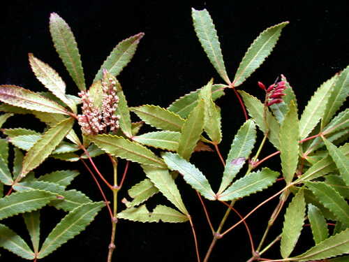 Pterophylla tremuloides observed 2003-02-15