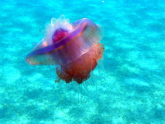 Cepheidae