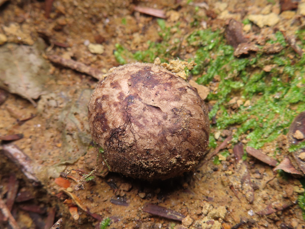 Astraeus hygrometricus · August 2023 · photo: © timur_kalininsky (iNaturalist, cc-by)