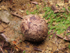 Astraeus hygrometricus