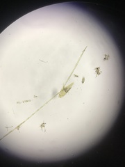 Bacillaria paxillifera