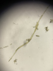 Bacillaria paxillifera