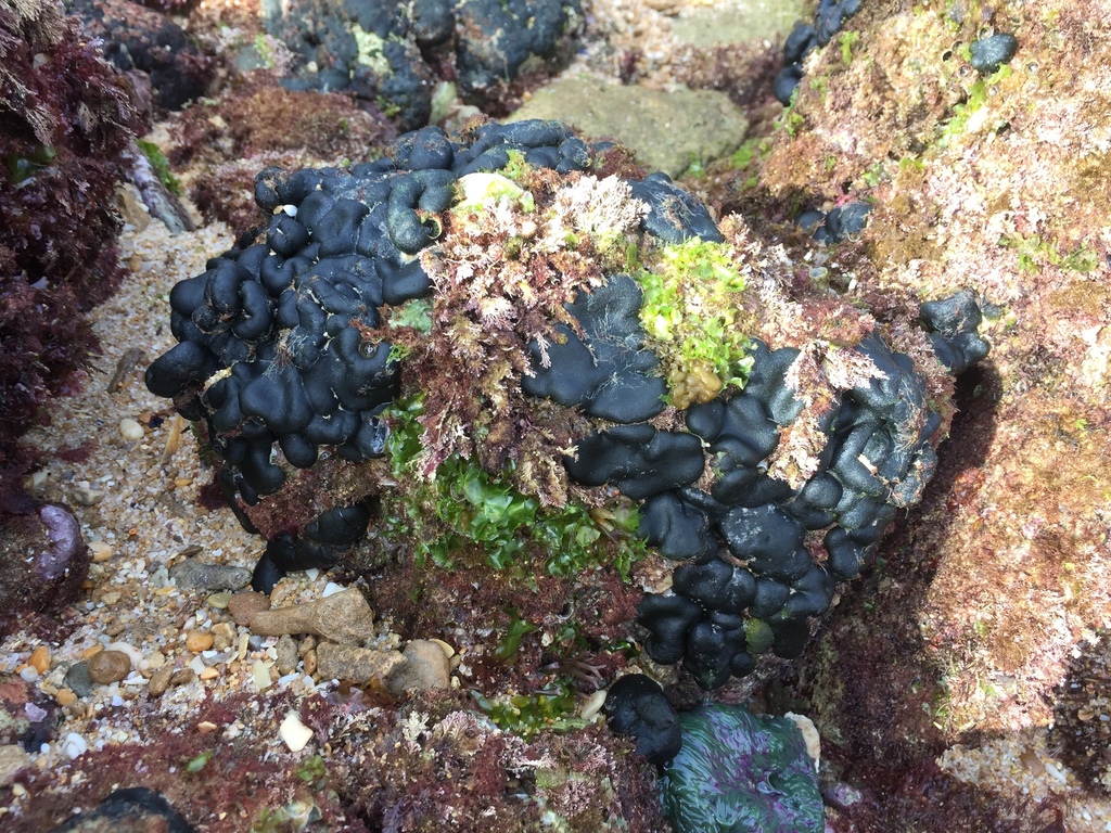 Codium effusum