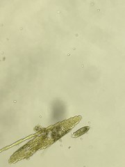 Bacillaria paxillifera