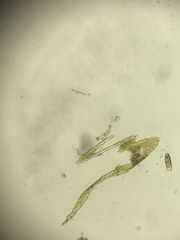 Bacillaria paxillifera