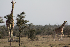 Giraffa camelopardalis reticulata
