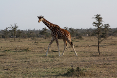 Giraffa camelopardalis reticulata