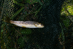 Salmo trutta fario