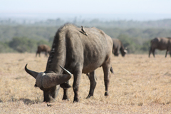 Syncerus caffer