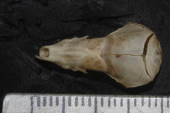 Notiosorex crawfordi