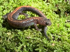 Plethodon cinereus image