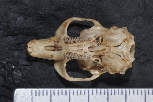 Tarabundi Vole
