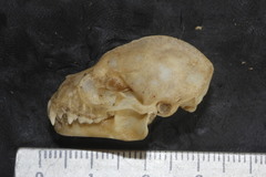 Artibeus lituratus palmarum