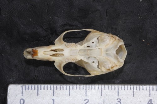 Brown Deer Mouse