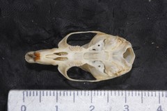 Peromyscus megalops auritus