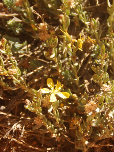 King's flax (Linum kingii)