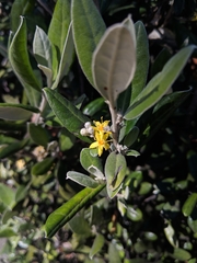 Corokia macrocarpa
