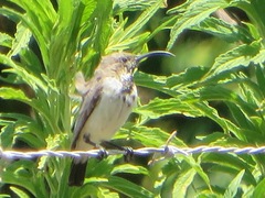 Cinnyris fuscus fuscus