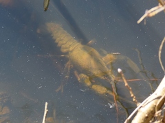 Pontastacus leptodactylus