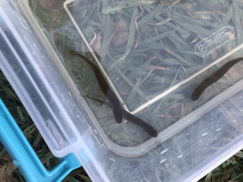 Canterbury mudfish (Neochanna burrowsius) — Galaxiidae — 5