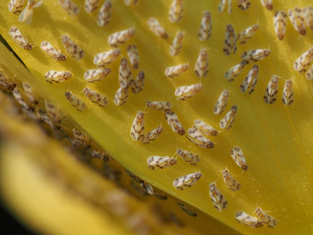 Tetraleurodes from Prospect Park (incl. Brooklyn Botanic Garden), Kings