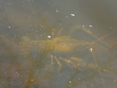 Pontastacus leptodactylus