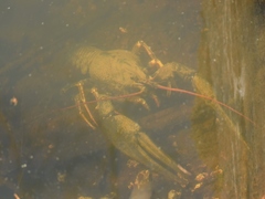 Pontastacus leptodactylus
