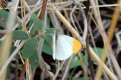 Colotis aurora