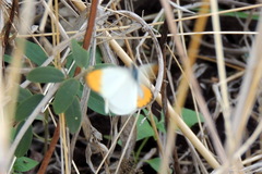 Colotis aurora