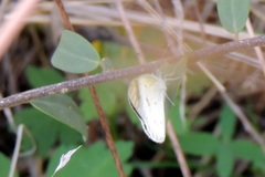 Colotis etrida