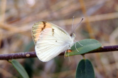 Colotis aurora