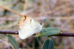 Colotis aurora