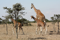 Giraffa camelopardalis reticulata