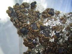 Toninia ruginosa pacifica