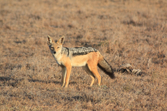 Lupulella mesomelas schmidti