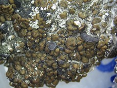 Toninia ruginosa pacifica