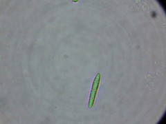 Toninia ruginosa pacifica