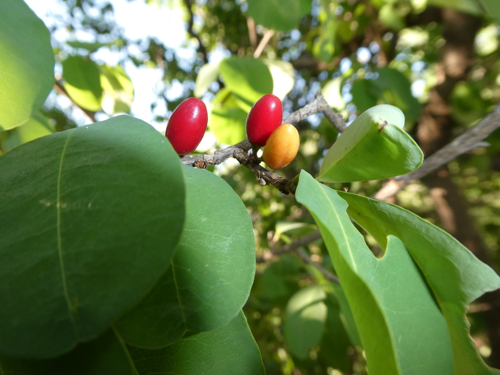 Erythroxylum mexicanum