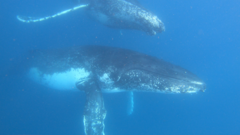Humpback whale