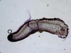 Toninia ruginosa pacifica