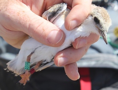 Sternula antillarum browni